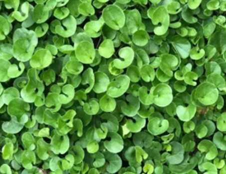 Dichondra