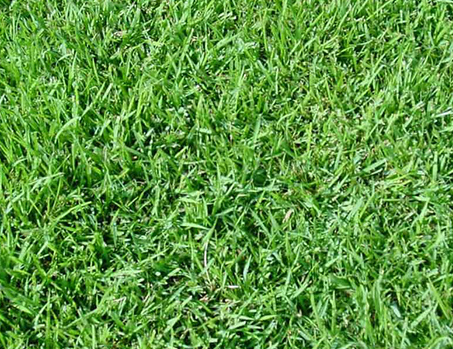 Paspalum Vaginatum