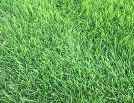 Zoysia Teunifolia